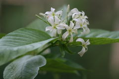 Holarrhena pubescens